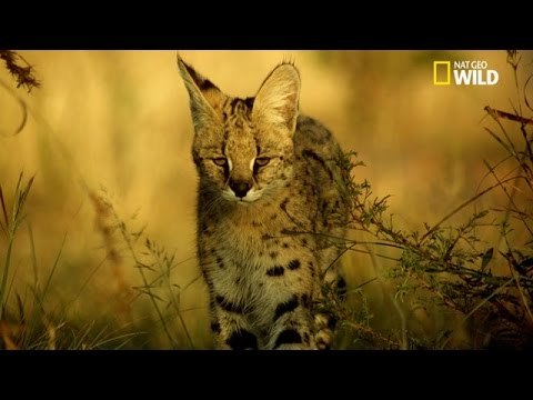 Serie Nat Geo Wild Tueurs d'élite