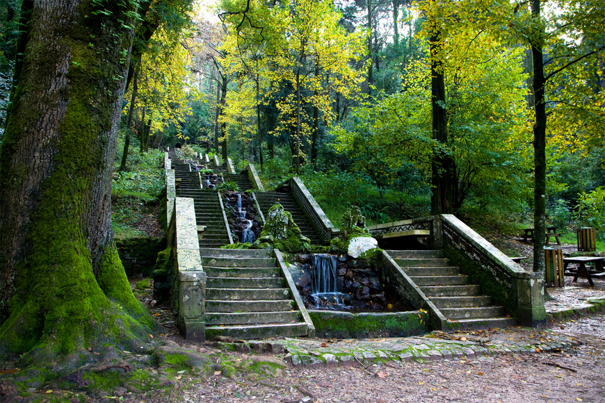 Lugar Mata Nacional do Buçaco