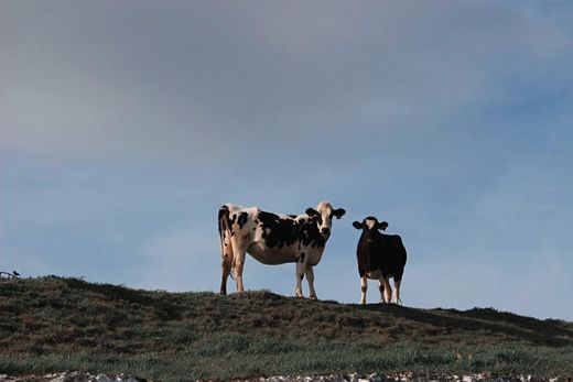 “Vacas Felizes” pasture-based milk production system