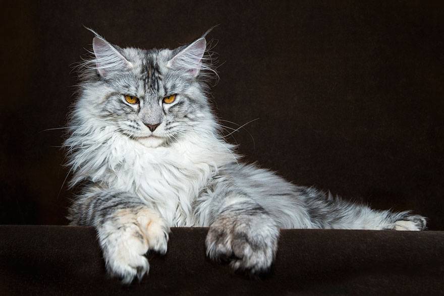 Moda maine coon