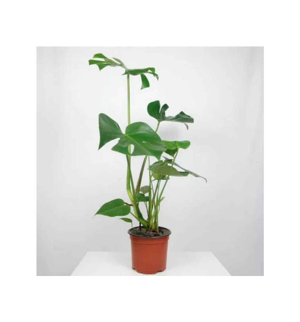 Producto Monstera Deliciosa