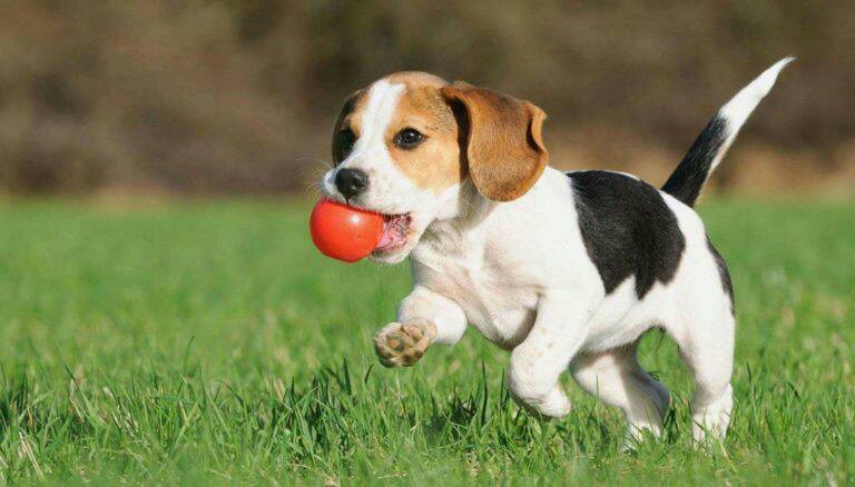 Productos Adestramento para cães.