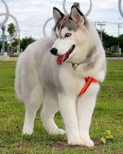 Social Husky Siberiano 