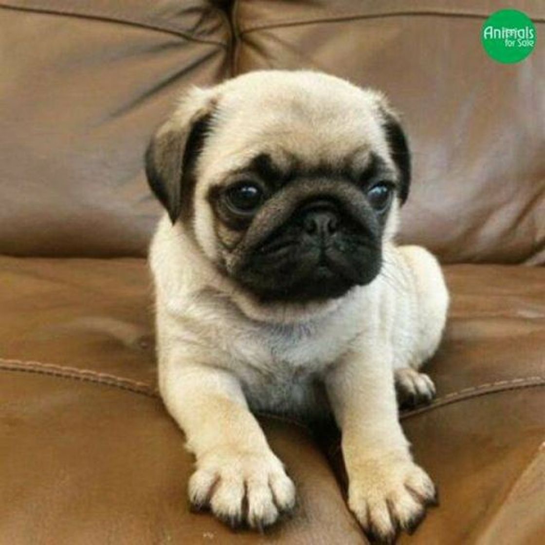 Social Filhote de da raça pugs🐶