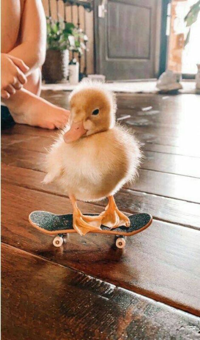 Social Patinho😍