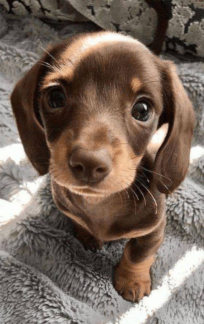 Social Dogs