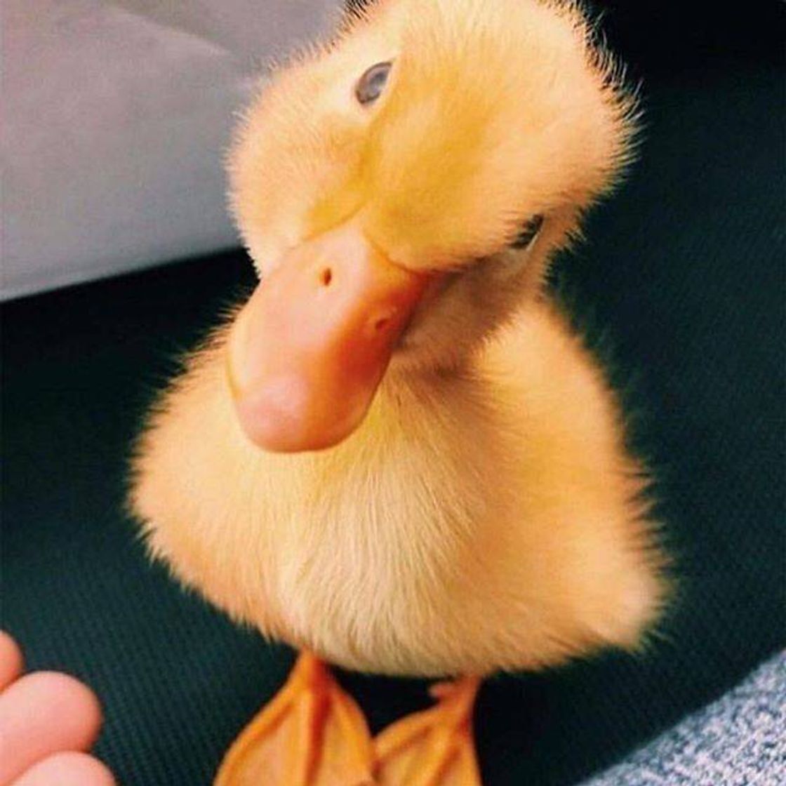 Fashion Duck 💛