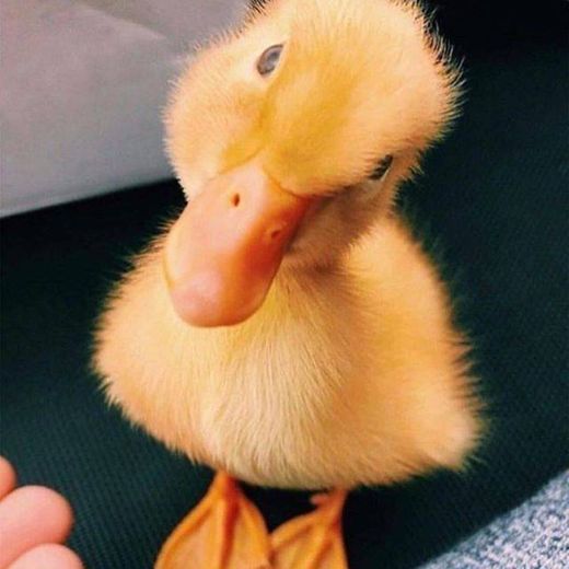 Duck 💛