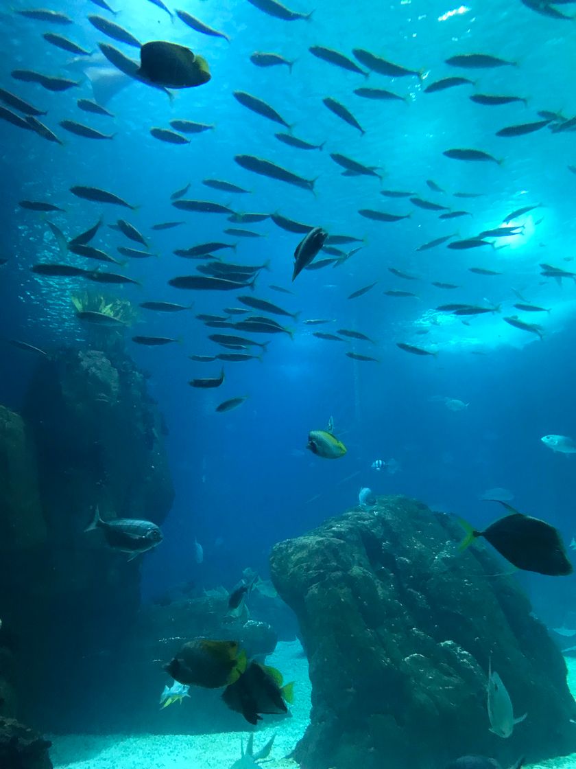Place Oceanario de Lisboa