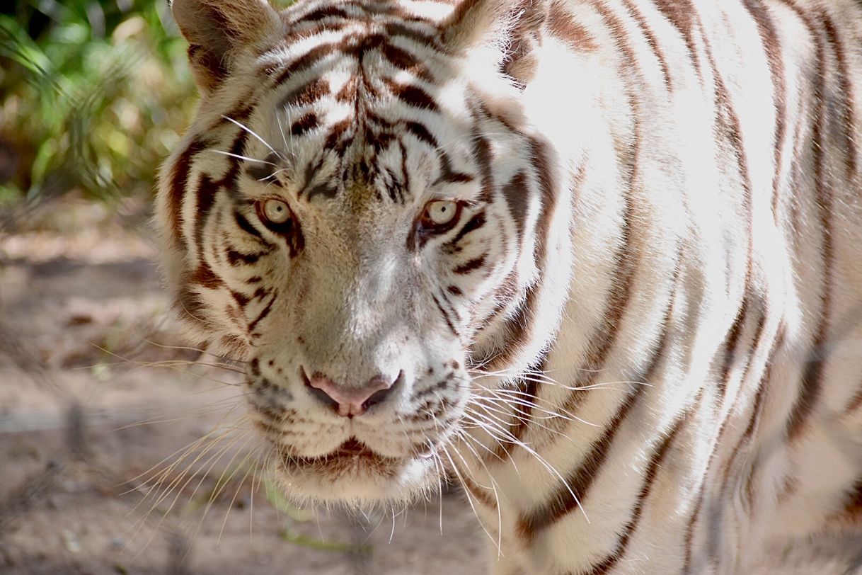 Lugar Jardim Zoológico de Lisboa