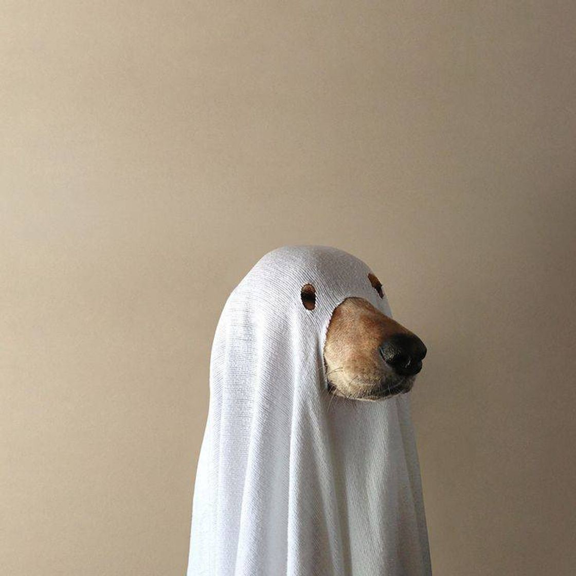 Moda ghost dog