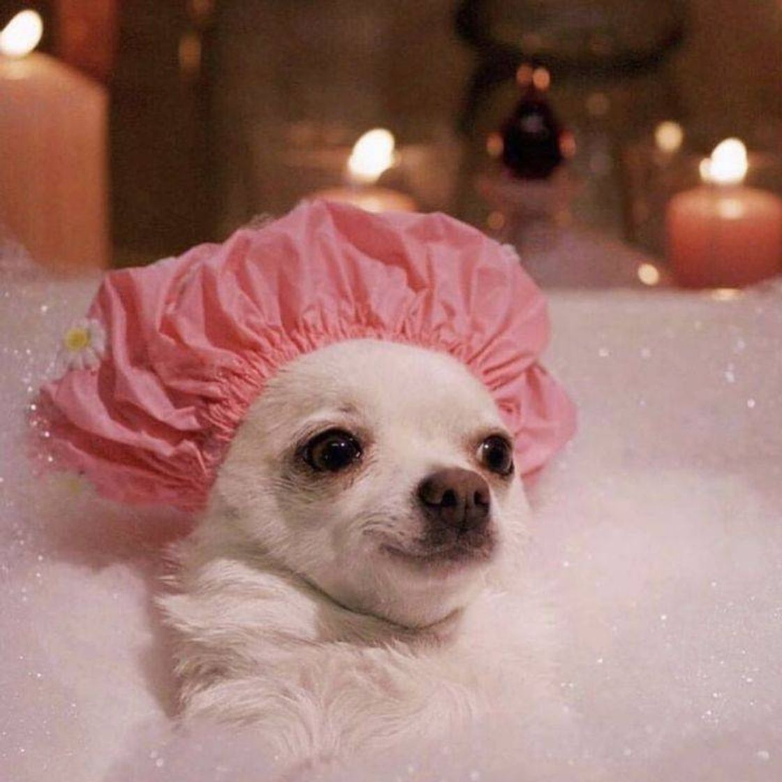 Fashion spa dog day