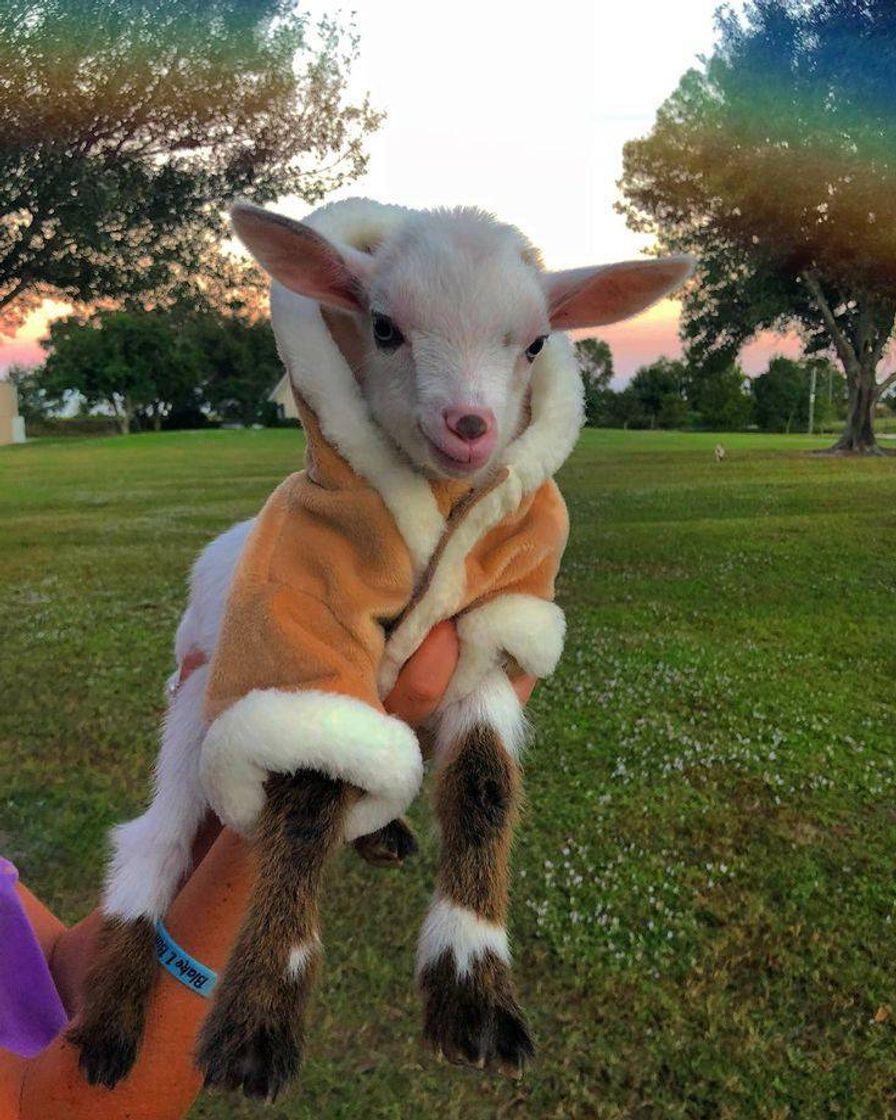 Fashion baby goat