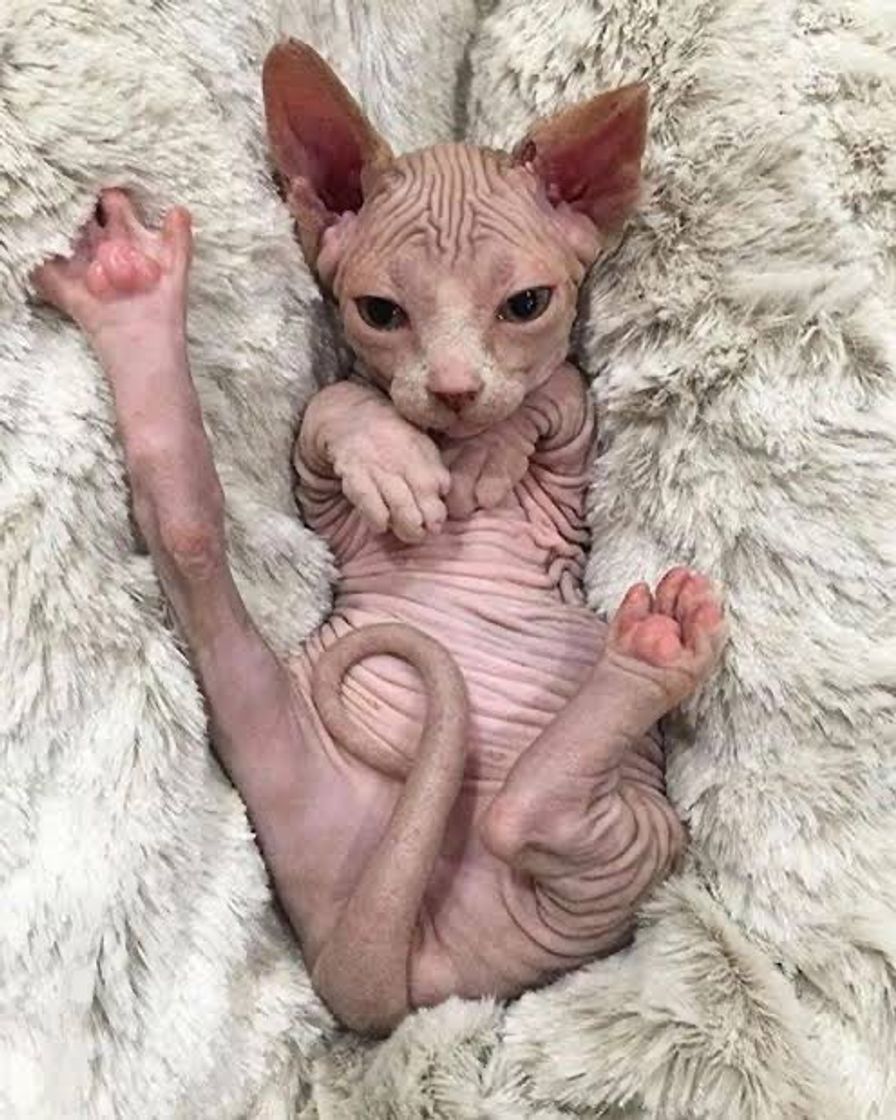 Moda Gato sphynx