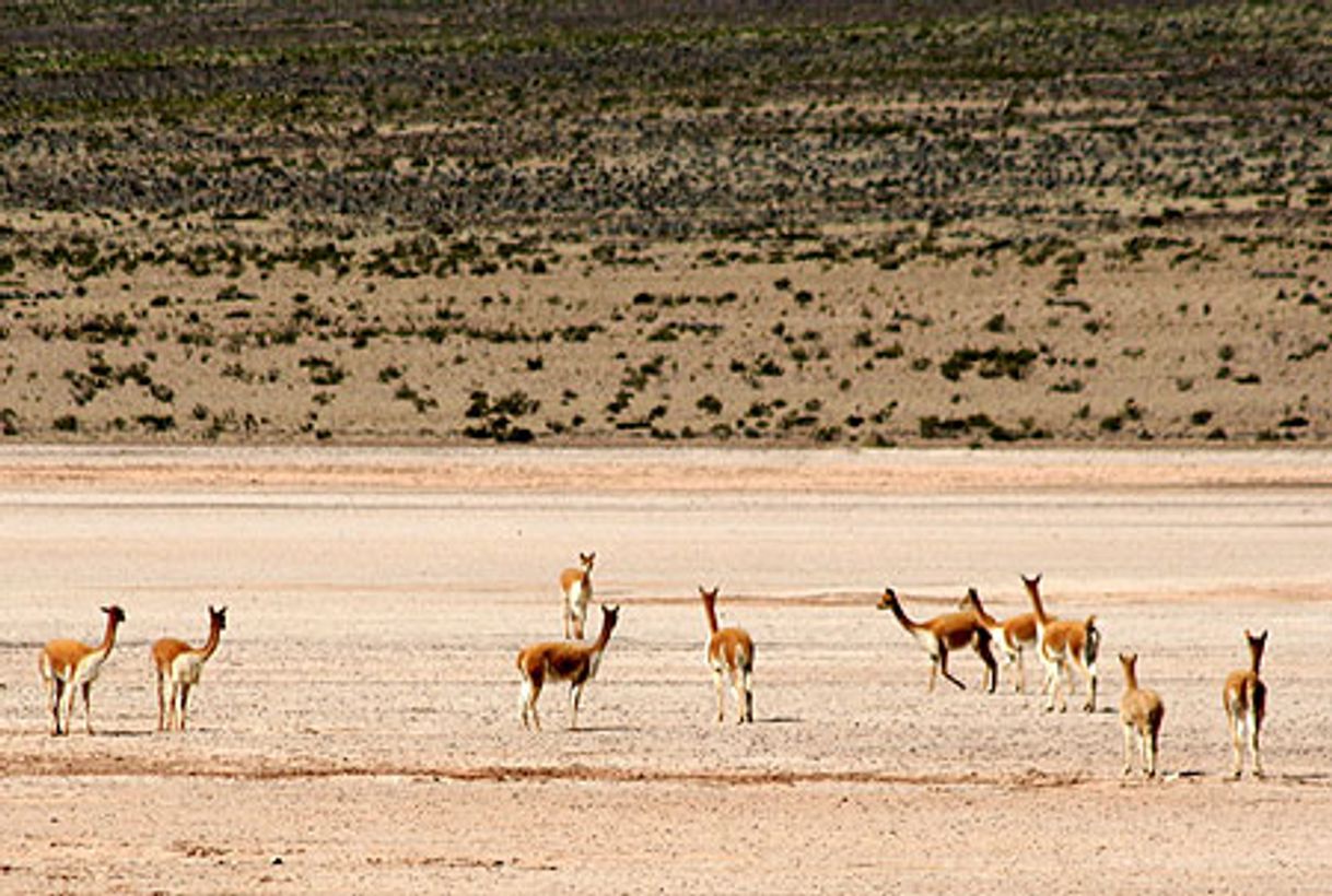 Places Reserva Nacional Pampa Cañahuas