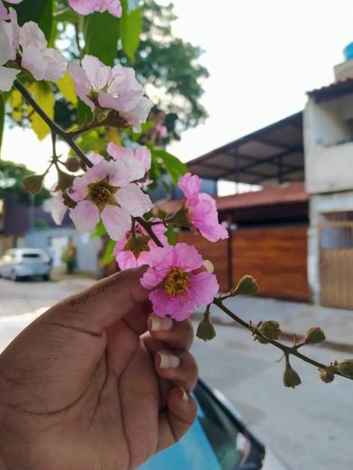 Flowers pink 🌺