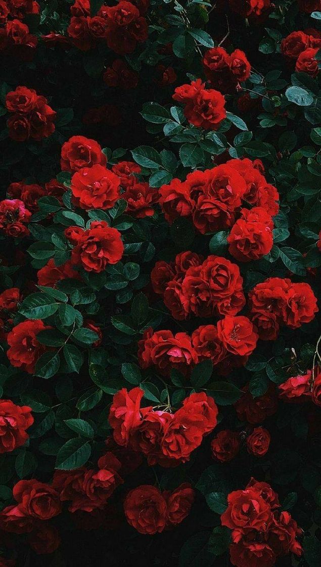 Fashion Wallpaper 🌹