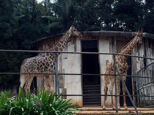 Zoológico de São Paulo