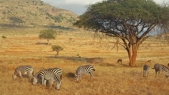 Lugar Savana