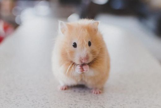 Hámster 🐹 