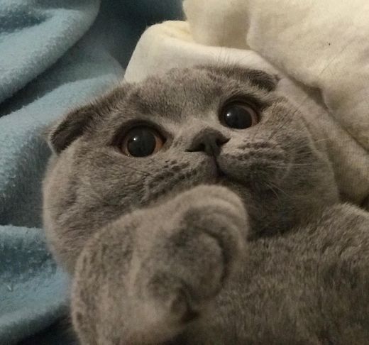 Gato Scottish Fold