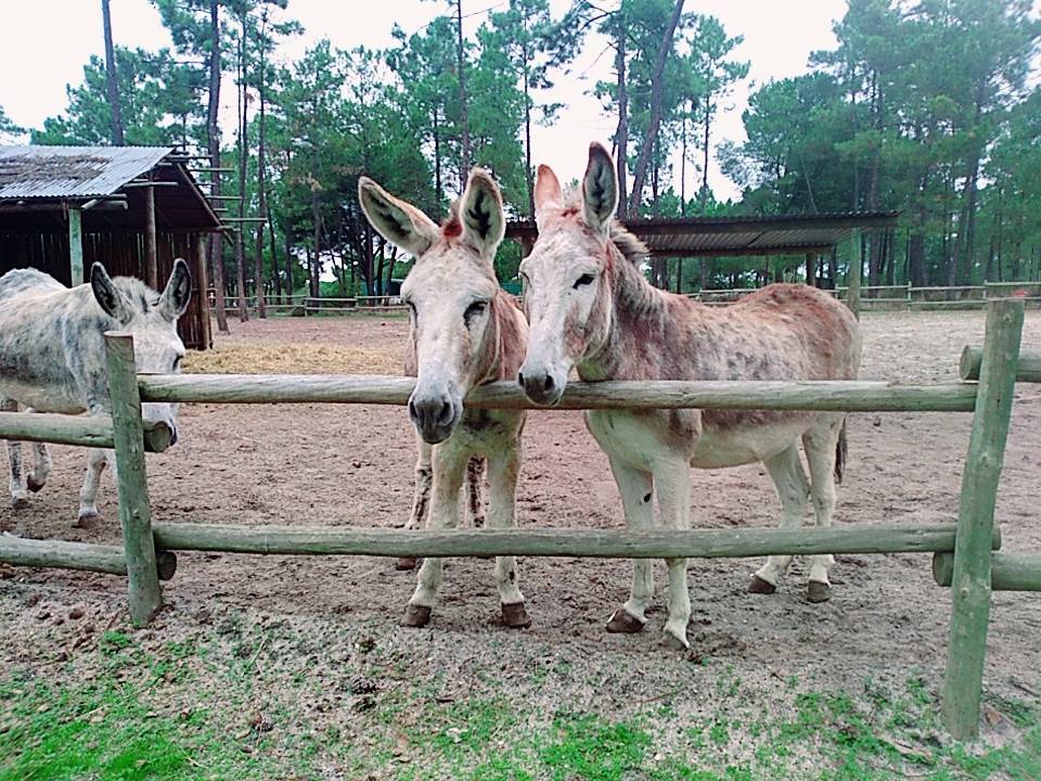 Lugar Badoca Safari Park