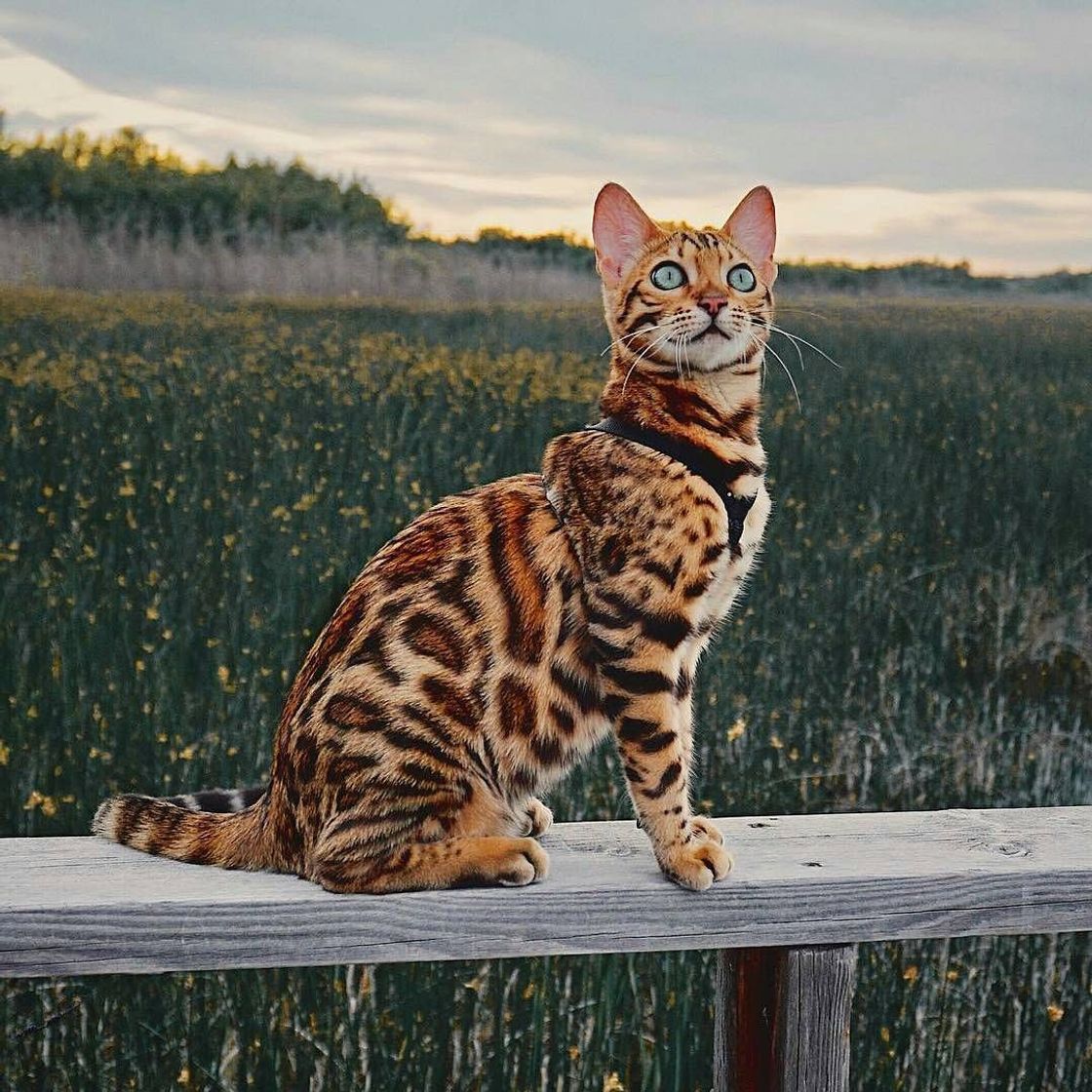Social Bengala (gato) ❤😍