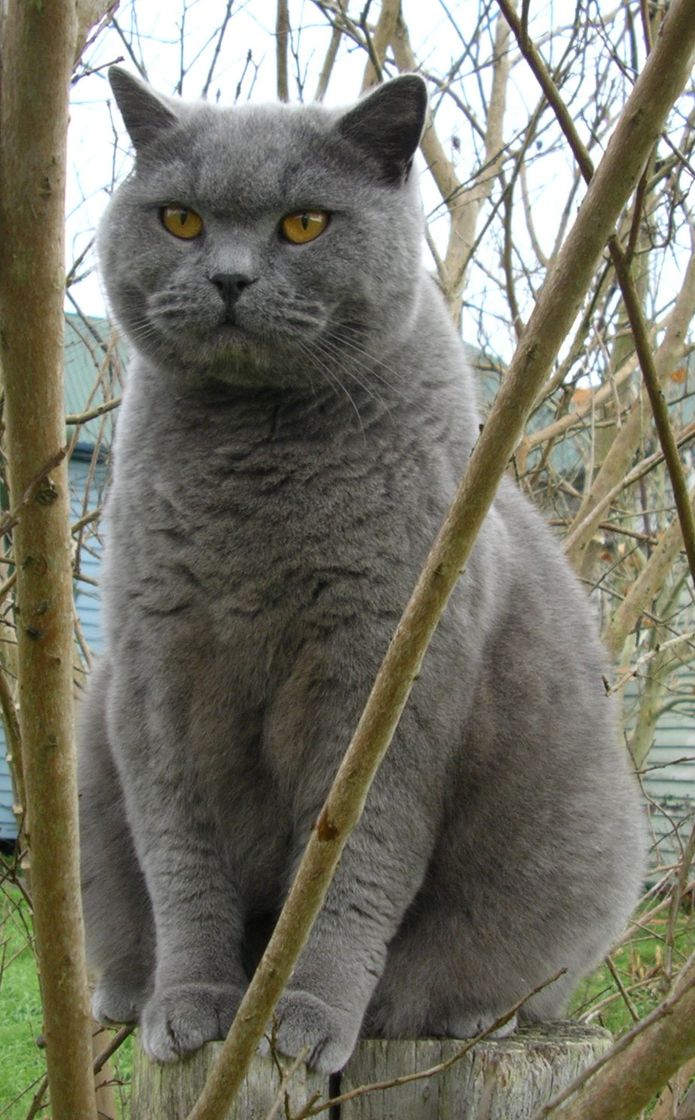 Social British Shorthair 😍🤗❤