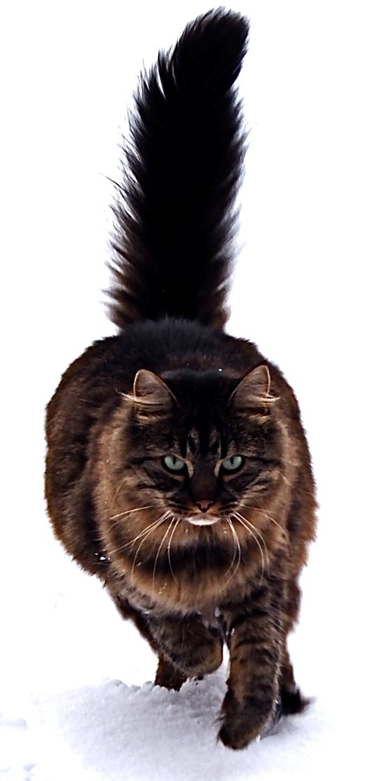 Social Maine Coon😁😁🤗
