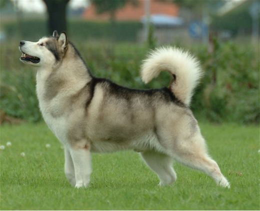 Malamute de Alaska😍❤😍❤