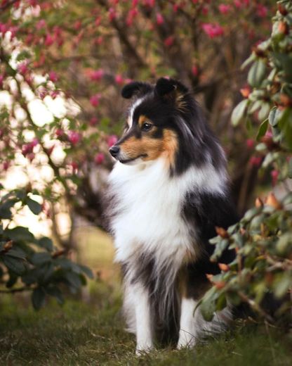 Shetland Sheepdog ❤😍❤