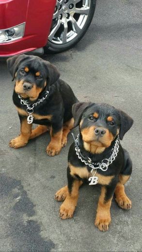 Rottweiler 😍😍❤💯