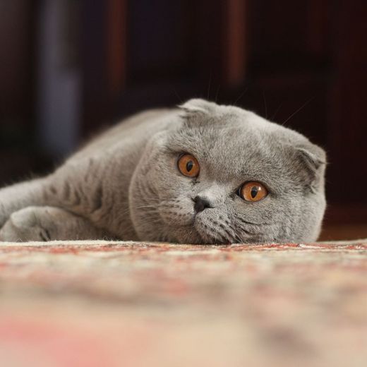 Scottish Fold 😍❤❤🤗