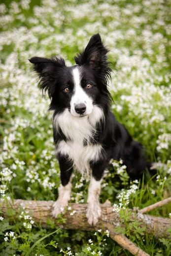 Border Collie ❤😍