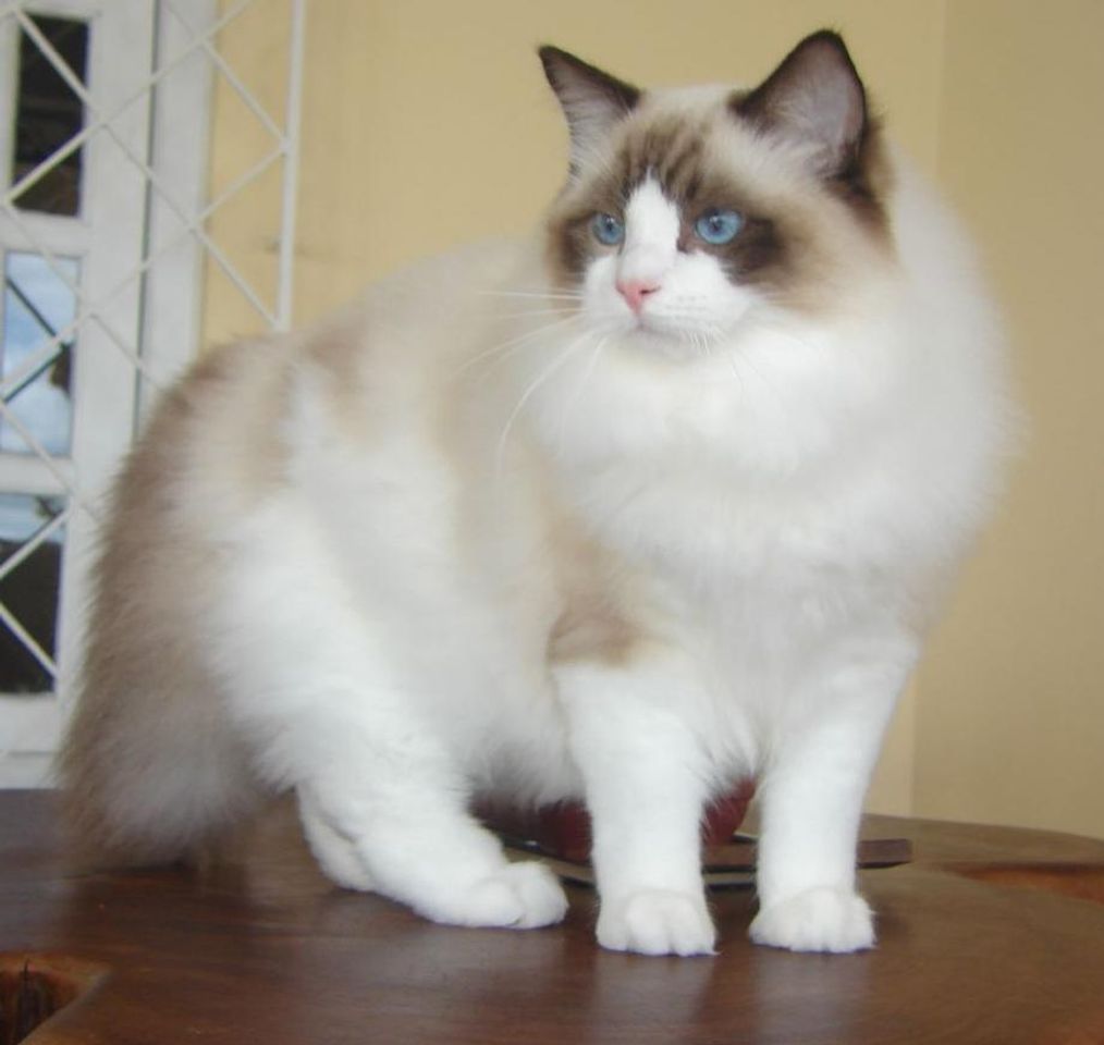 Social Ragdoll❤