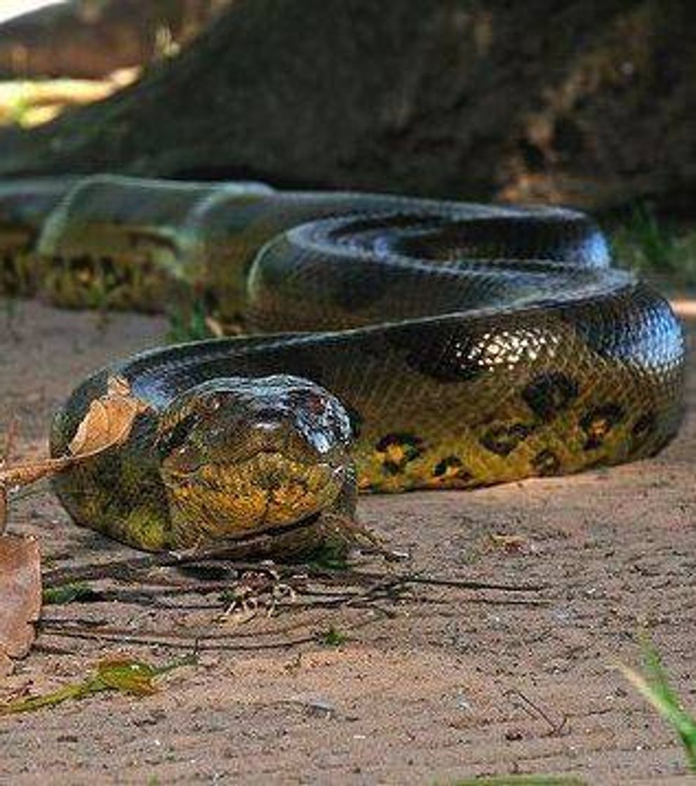 Moda A SUCURI PRETA - ANACONDA GIGANTE 