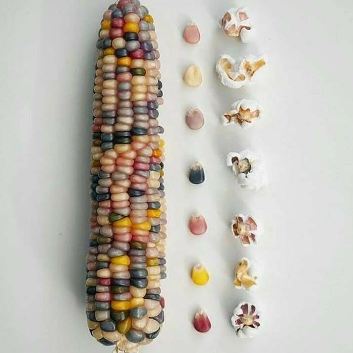 Social Satisfying corn