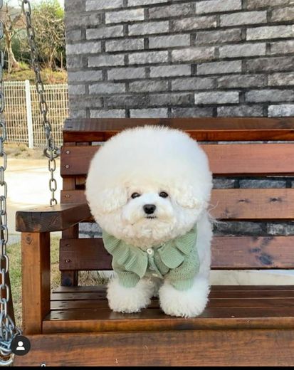 Bichon frise