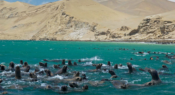 Restaurantes Bahía de Paracas