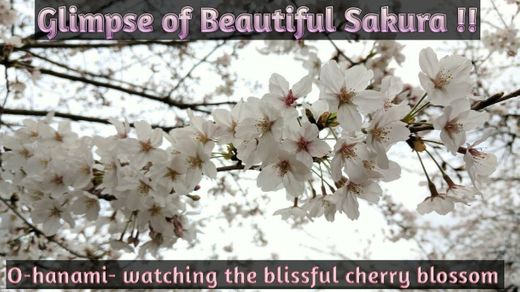 Beautiful glimpses of Sakura (Cherry Blossom) in Japan !!