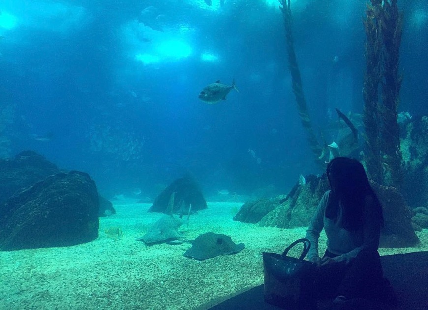 Lugar Oceanario de Lisboa