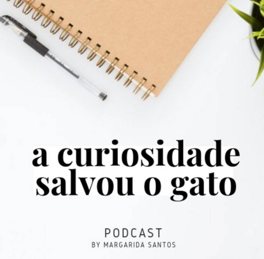 Social A Curiosidade Salvou o Gato