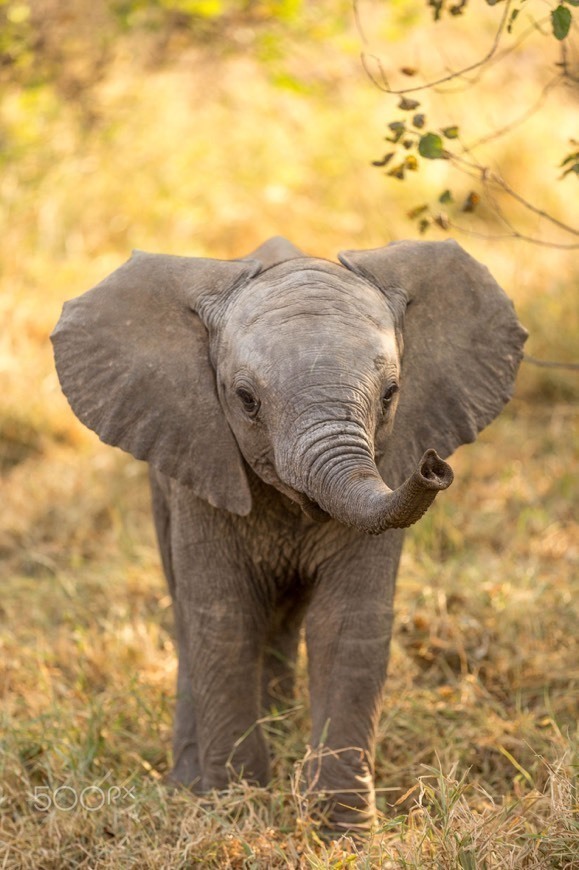 Social Elephant
