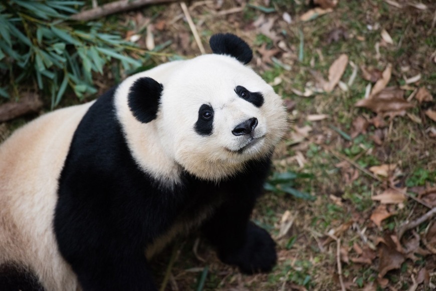 Social Panda