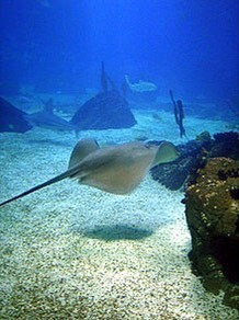 Lugar Oceanário de Lisboa