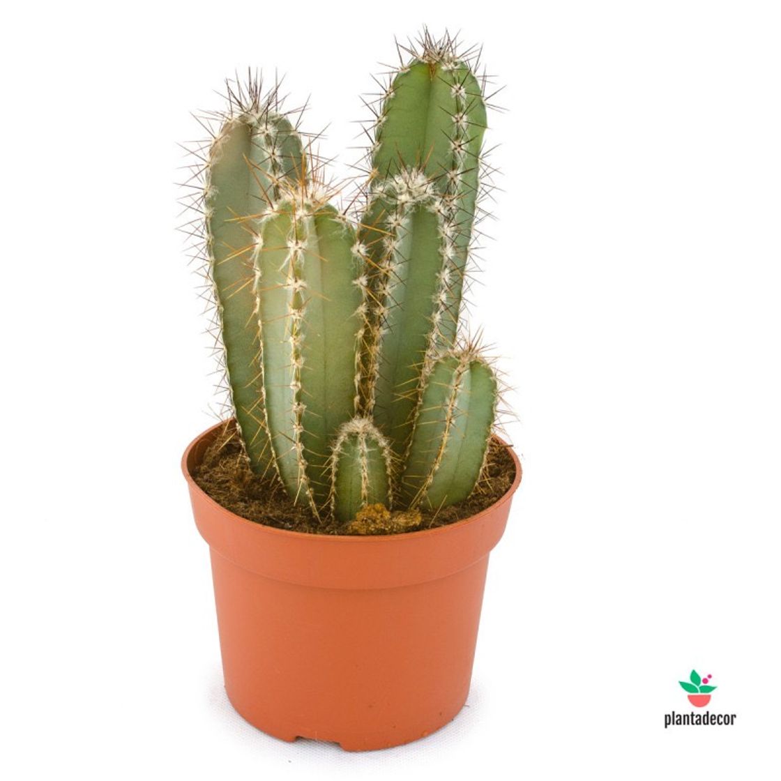  cactus Cereus 