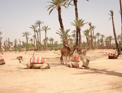 Place El Palmeral Marrakech