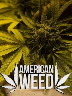 Serie American Weed