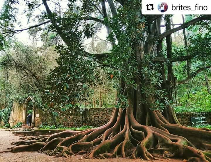 Place Jardins da Quinta das Lágrimas