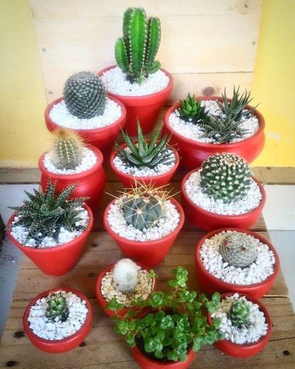 Cactos e suculentas 🌵🌵